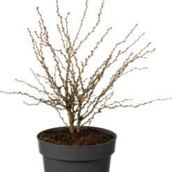 Fujikers (Prunus Incisa 'Kojou-no-mai') D 19 H 40 Cm