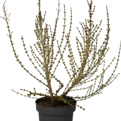 Chinees Klokje (Forsythia Intermedia ‘Mikador’  ) D 31 H 60 Cm