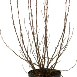 Rode Ribes (Ribes Sanguineum ‘Amore’) D 30 H 60 Cm