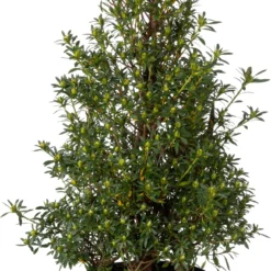 Japanse Azalea Piramide (Rhododendron Japonica 'Evergreen') D 17 H 65 Cm