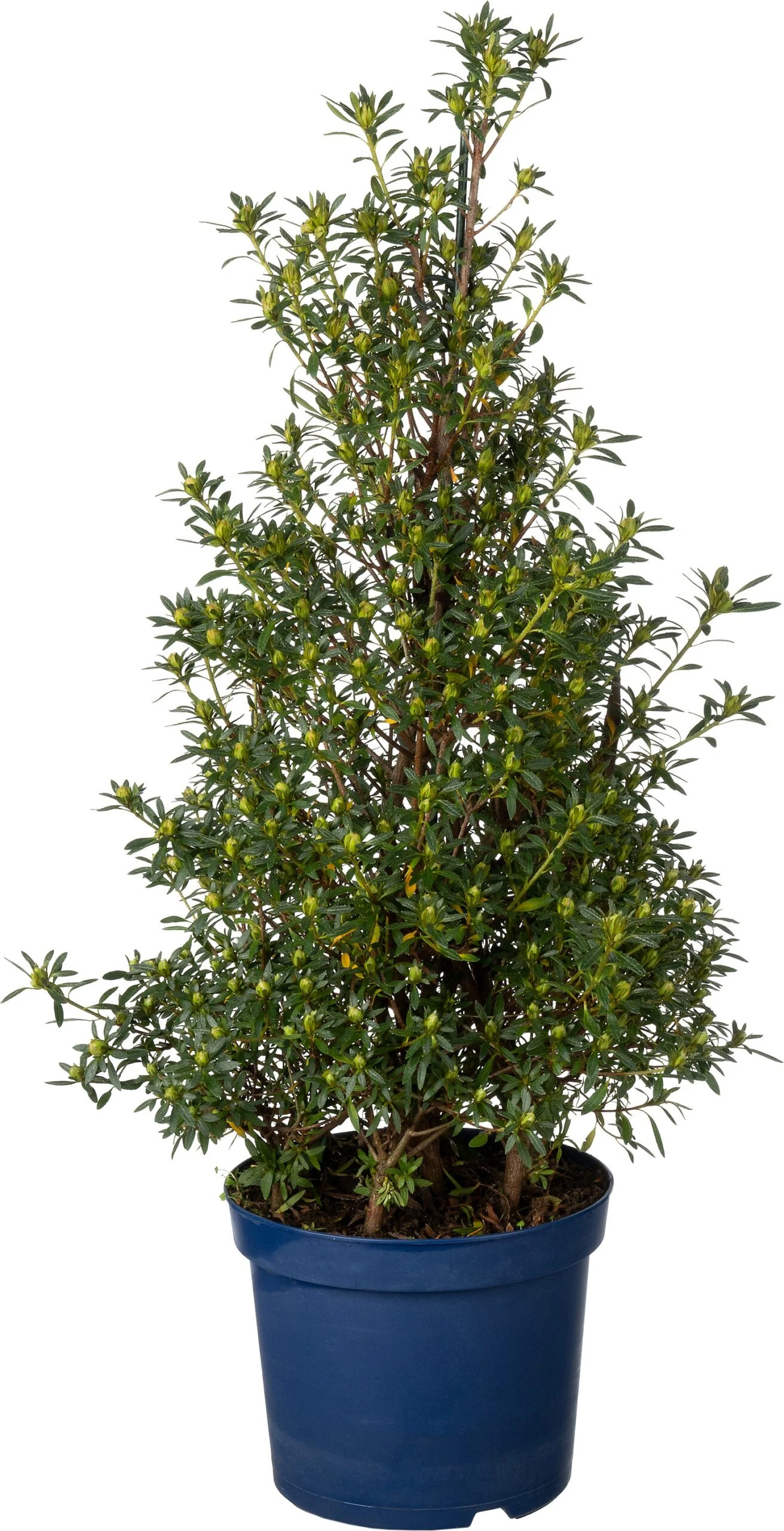 Japanse Azalea Piramide (Rhododendron Japonica 'Evergreen') D 17 H 65 Cm 1 Japanse Azalea Piramide (Rhododendron Japonica 'Evergreen') D 17 H 65 Cm