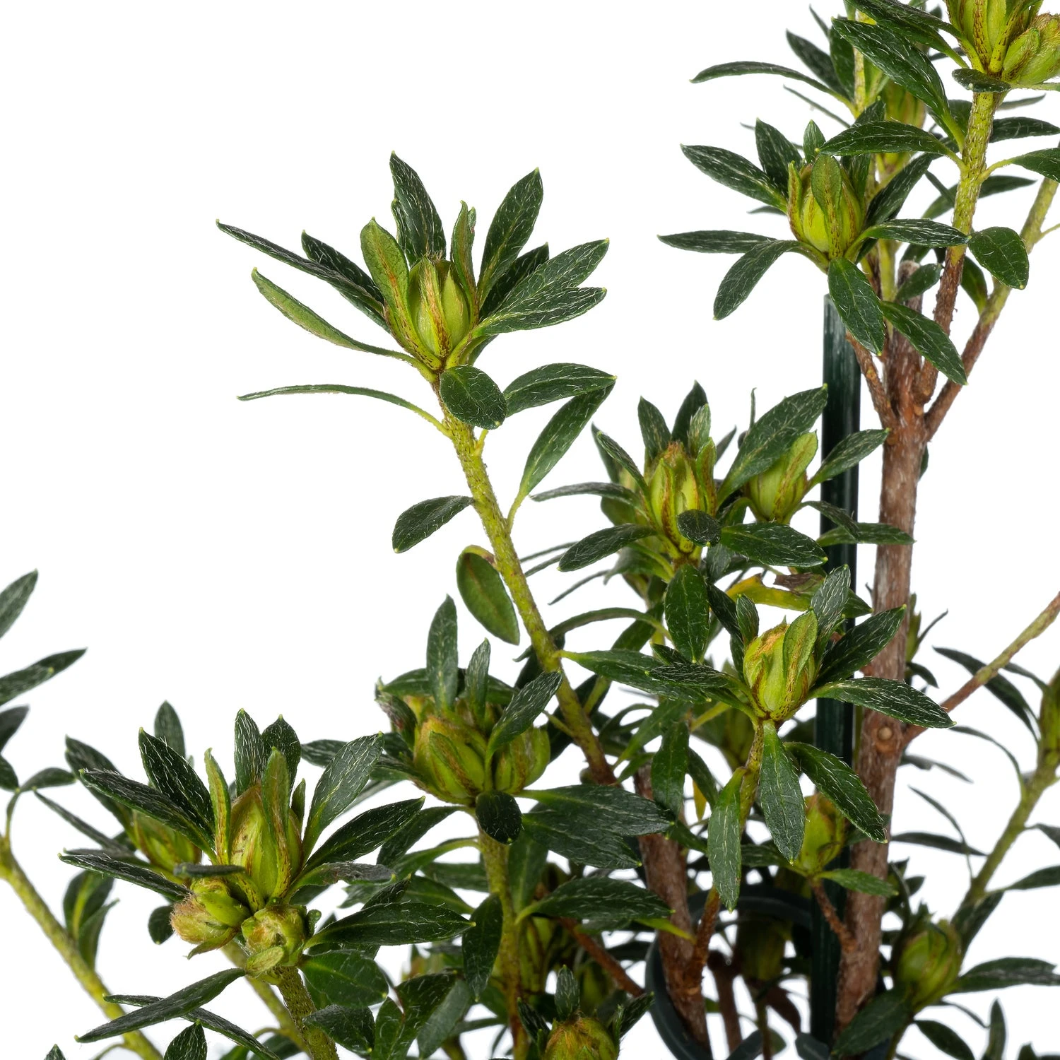 Japanse Azalea Piramide (Rhododendron Japonica 'Evergreen') D 17 H 65 Cm 2 Japanse Azalea Piramide (Rhododendron Japonica 'Evergreen') D 17 H 65 Cm - Afbeelding 2