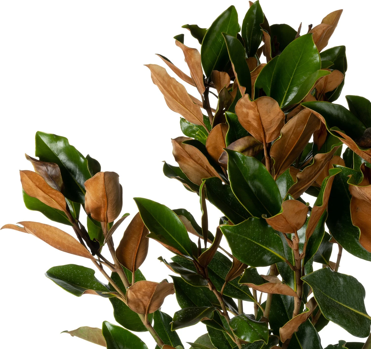 Magnolia (Magnolia Grandiflora 'Little Gem') D 32 H 140 Cm 1 Magnolia (Magnolia Grandiflora 'Little Gem') D 32 H 140 Cm