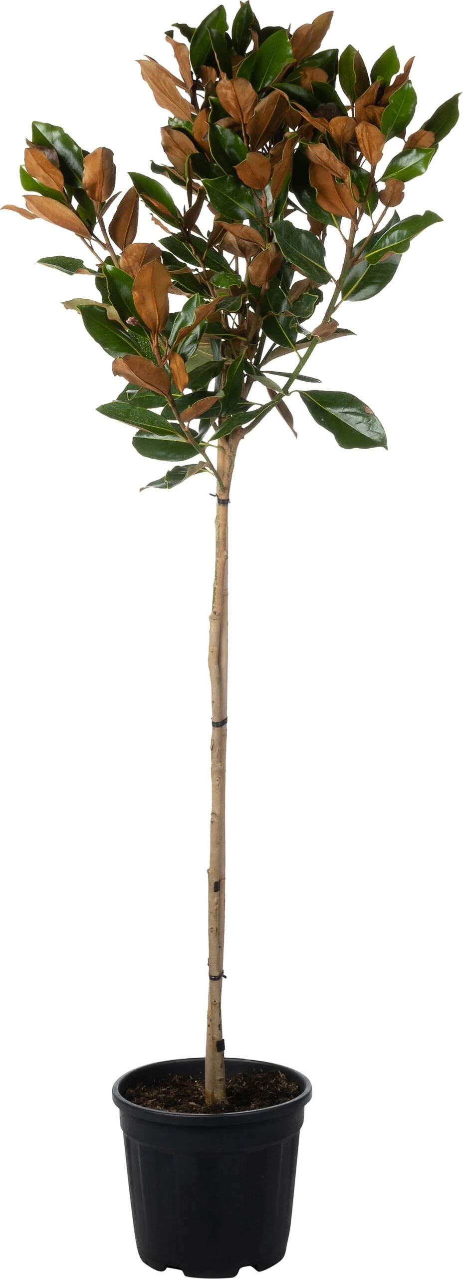 Magnolia (Magnolia Grandiflora 'Little Gem') D 32 H 140 Cm 2 Magnolia (Magnolia Grandiflora 'Little Gem') D 32 H 140 Cm - Afbeelding 2